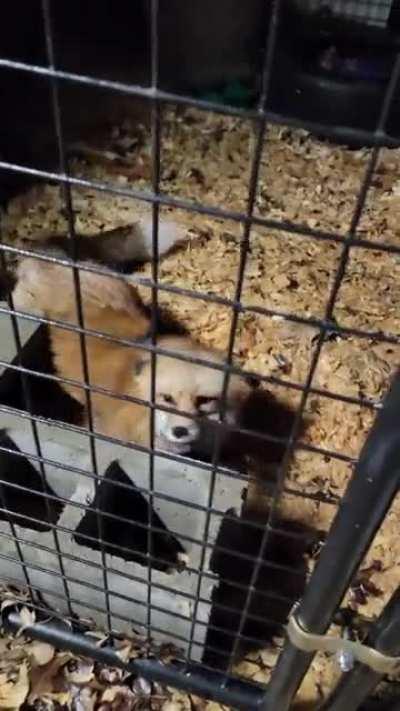 Zoey is usually pretty quiet, but she had a lot to say this morning!