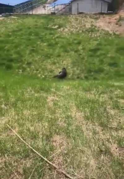 When human scratches are not enough