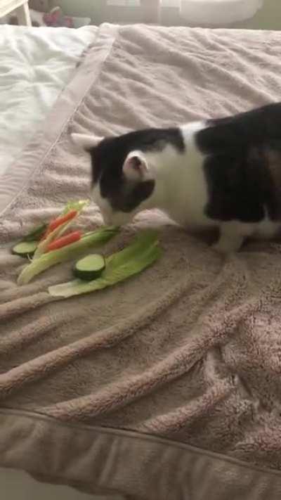 Finn monching the guinea pig's veggies