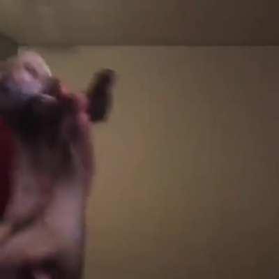 Furão dançante para alegrar seu dia