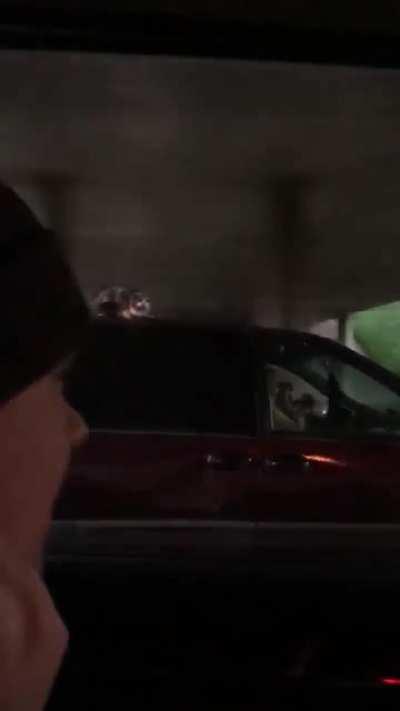 Cat is okayHold my catnip while I surf my human's car