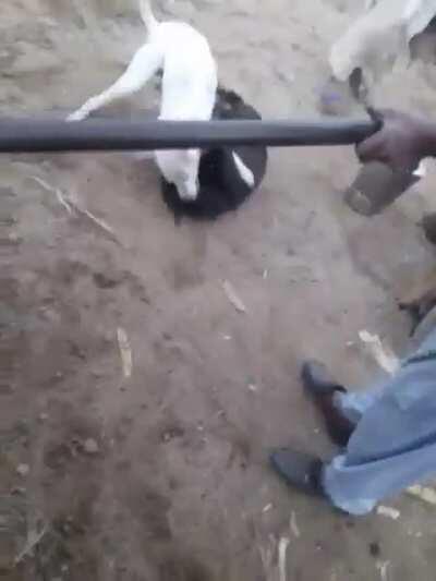 WCGW when you try to stop dogs fighting