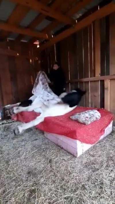 Tucking in your horse for the night