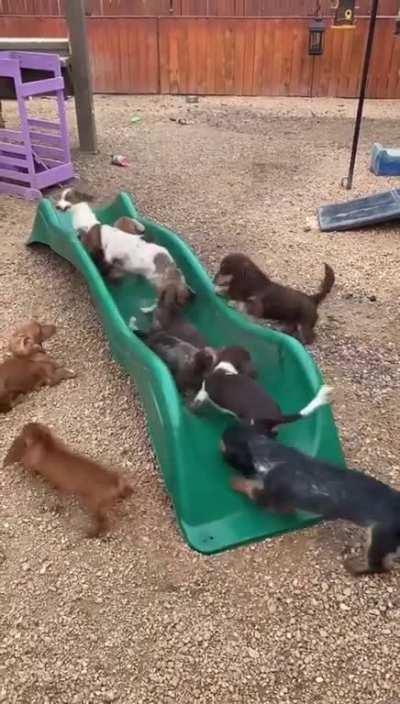 A plethora of playground pups!