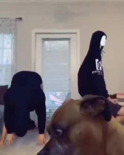 Pupper is tired of their weird ass humans