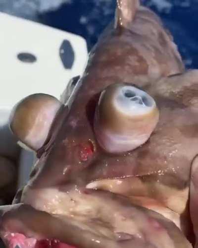 Результат быстрого подъёма с глубины на поверхность