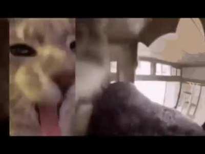 Idk if this was posted before