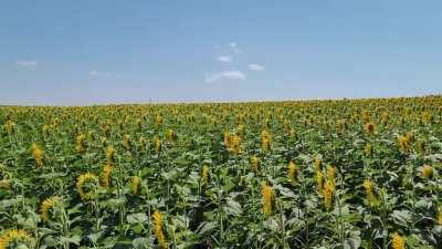 Today on my 5 week camping trip in the Ukraine 🌻