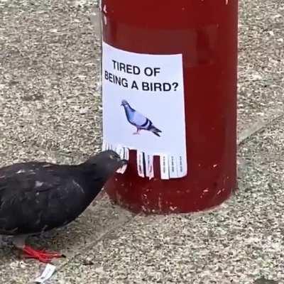 I wanna be a horse now.