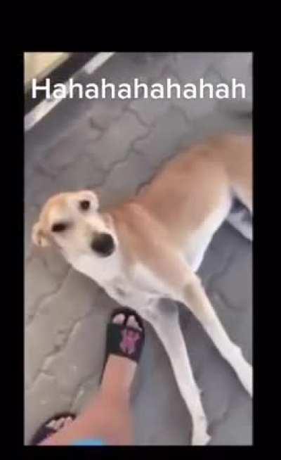 Messing with this dog.