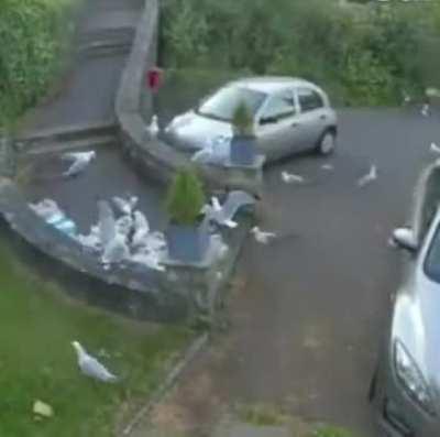 I delivered the groceries boss