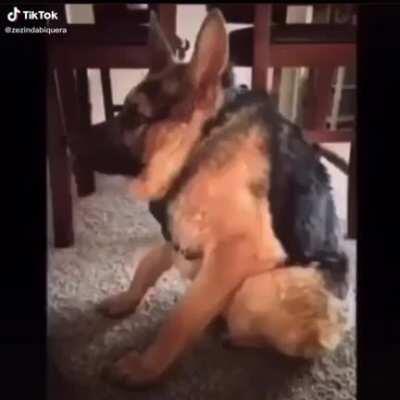 Cachorro Cururu 🥵✌️