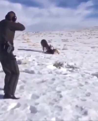 Park ranger saves the lives of 2 bucks with a perfect shot to break apart their locked antlers.