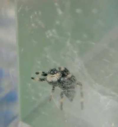 Why is this spider staring at me like that?