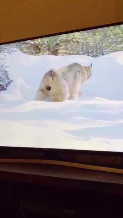 This cat is living through its ancestral memories