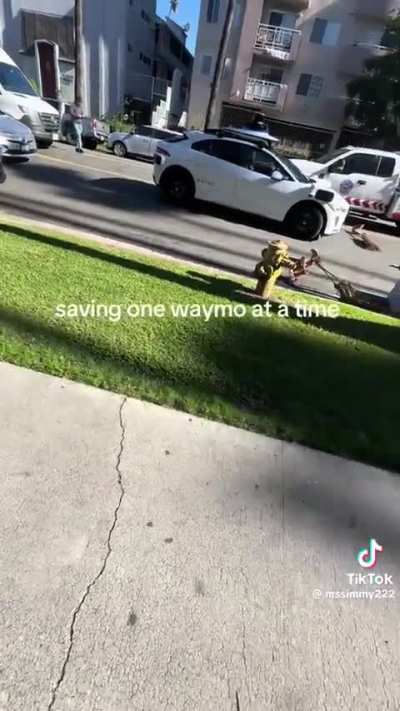 Waymo stopped for palm leaves in road