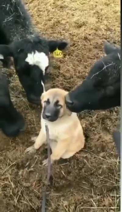 A dog and his best buddies.
