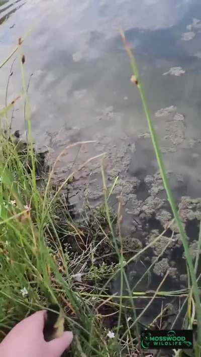 Evil woman separates duckling from its family by telling it to “come closer”.