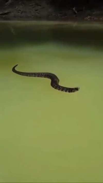Cottonmouth floating..