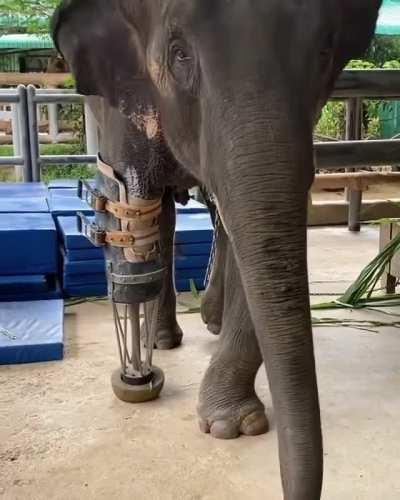 A day in the life of amputee Mosha at the world's first hospital for elephants. The Friends of the Asian Elephant Foundation in Thailand