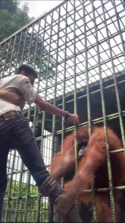 Singe ape won’t let go of frantic tourist