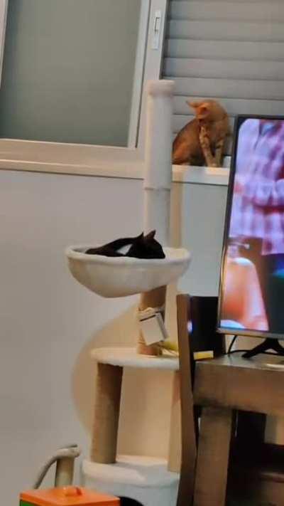 He's know as Catonidas.