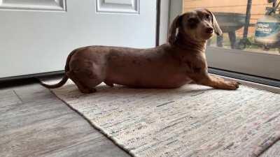 Ziggy doesn’t sit, he squats.