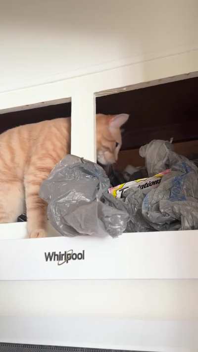 Monkey figured out where i hid the treats