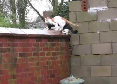 NGE: Episode 09 reenacted with cats