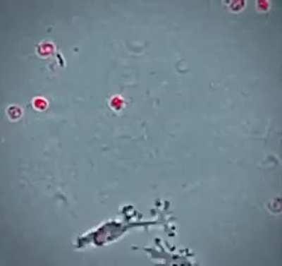 WhyRat's Anchoring in a nutshell