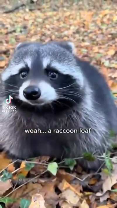 Loaf Of The Bandit Wunk.