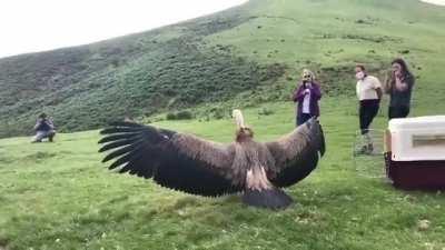 A Massive Griffon Vulture is released