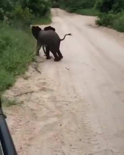 Cute elephant baby shows its talent to safari visitors.