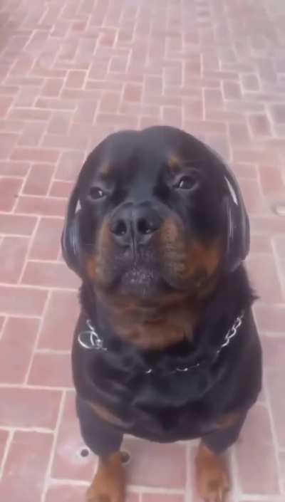 I made this as a sad reaction clip for my friends group chat but thought you guys would appreciate it lol