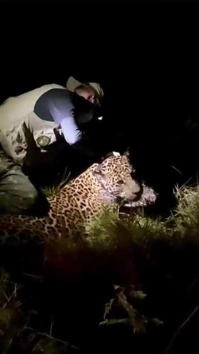 New female captured and collared at Ref&uacute;gio da Ilha, southern Pantanal. Named T&aacute;bata and weighing 82 kg (181 lbs), she joins Kim, the other sole female jaguar captured in the area in 2020. Hopefully, more individuals are to come. This video shows how gent