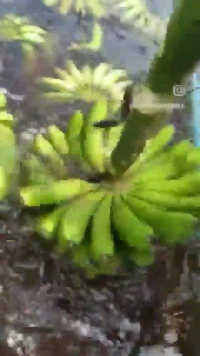 I've found the best tool for our bananas harvests