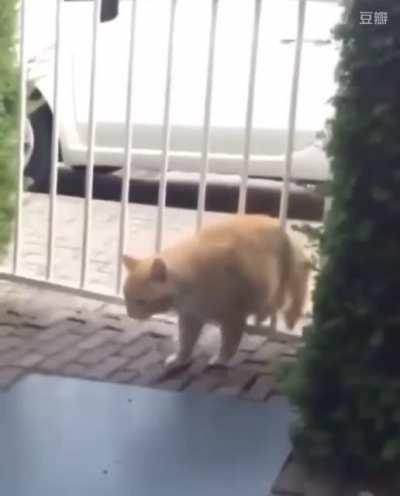 WCGW going through a door when you're fat