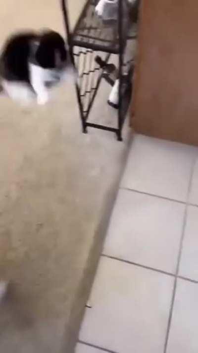 Familties house cat and new Dog