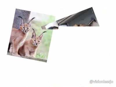 Remember your r(ule)oots