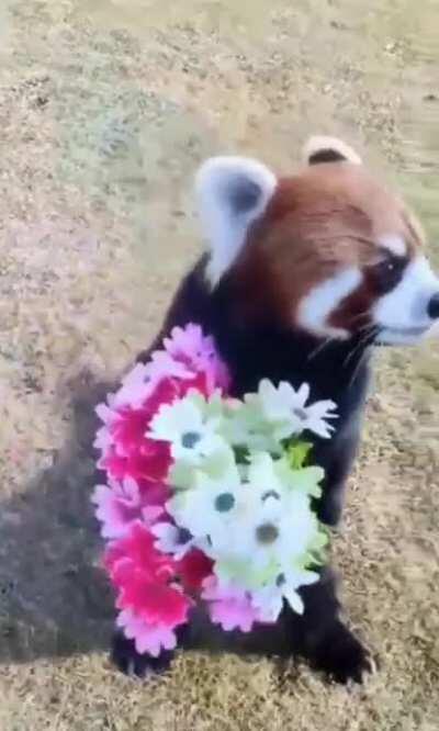 A Cute Red Panda for Lady Immersion
