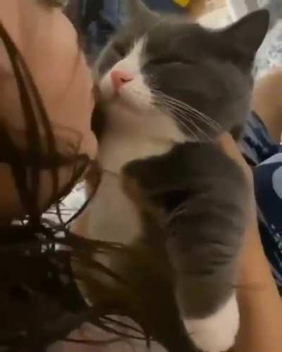 The adorable cat refused when he discovered a kiss was coming