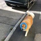 This is my boys favourite toy and everyone who sees him running around like this starts smiling on an instant