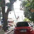 Brazilian spider man