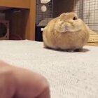 Just something silly I made a little while back