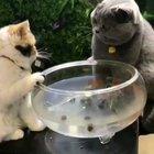 Smol kitty protects his fish friends <3