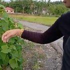 Blowing bubbles from a leaf