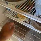 Do kookaburras like pasta?