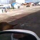 Venecia: Los delfines pasean en los canales vacíos! Mar del Plata: Hold my beer...