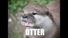 Otter Identification Tutorial