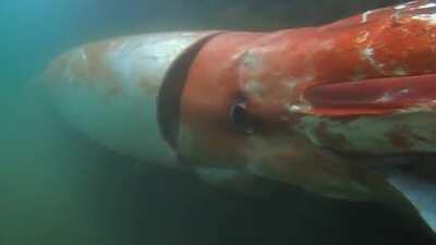 🔥 A rare Giant Squid🔥